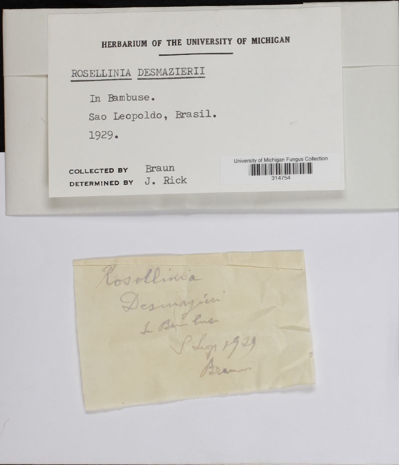 Rosellinia desmazierii image