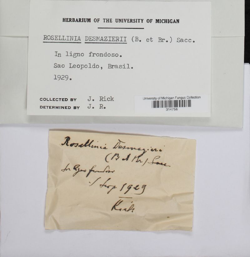 Rosellinia desmazierii image