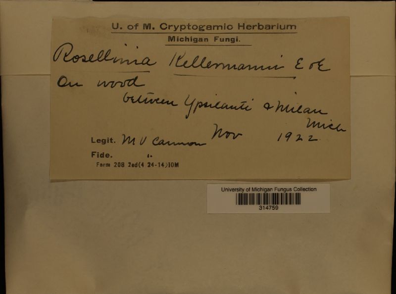 Coniochaeta kellermanii image