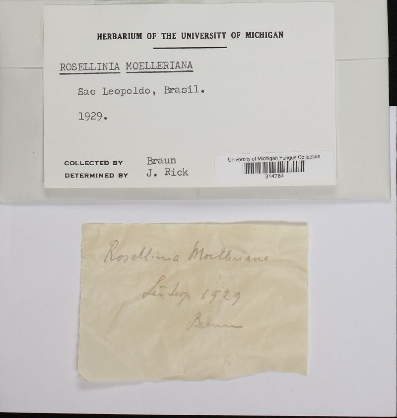 Rosellinia moelleriana image