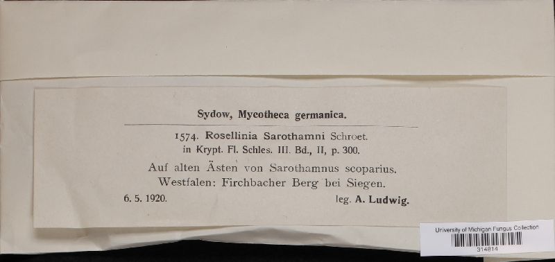 Rosellinia sarothamni image