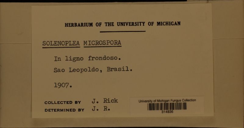 Solenoplea microspora image