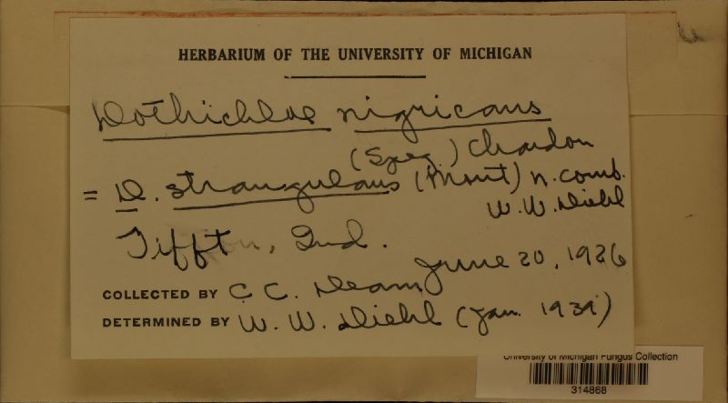 Dothichloë nigricans image