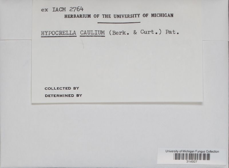 Hypocrella caulium image