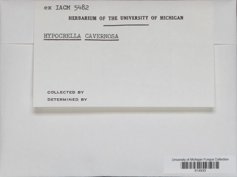 Hypocrella cavernosa image