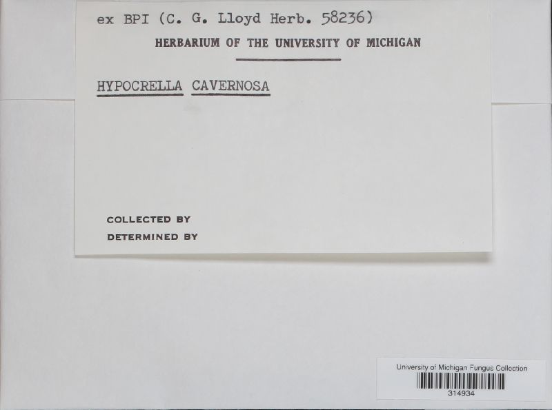 Hypocrella cavernosa image