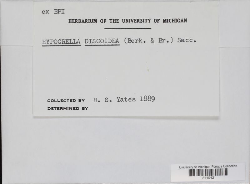 Hypocrella discoidea image
