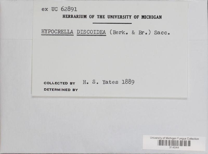Hypocrella discoidea image