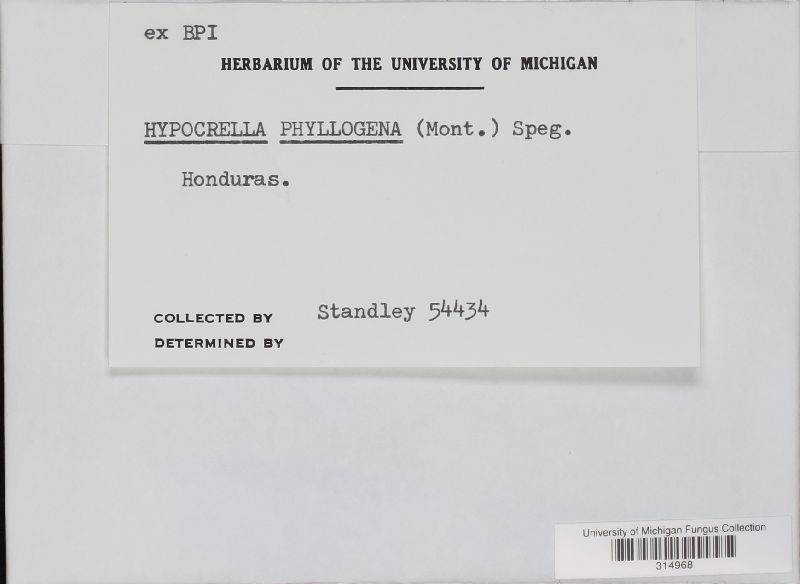Hypocrella phyllogena image