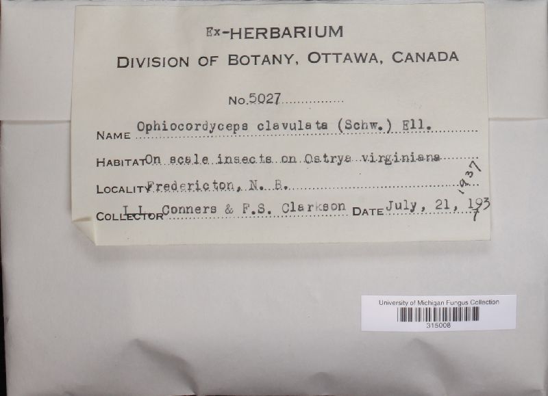 Cordyceps clavulata image