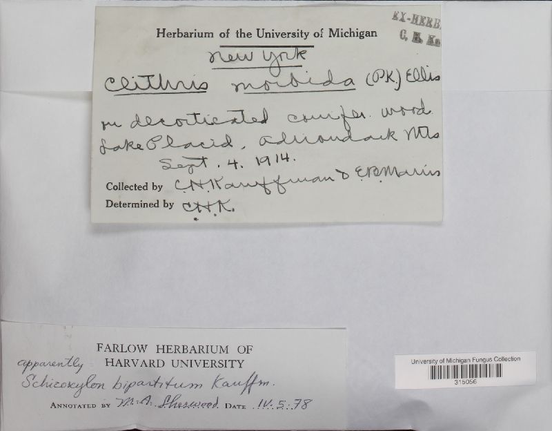 Coccomyces bipartitus image