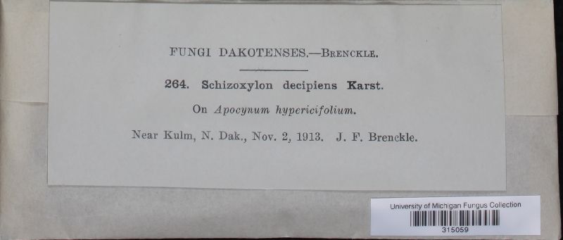 Schizoxylon decipiens image
