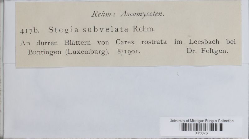 Stegia subvelata image