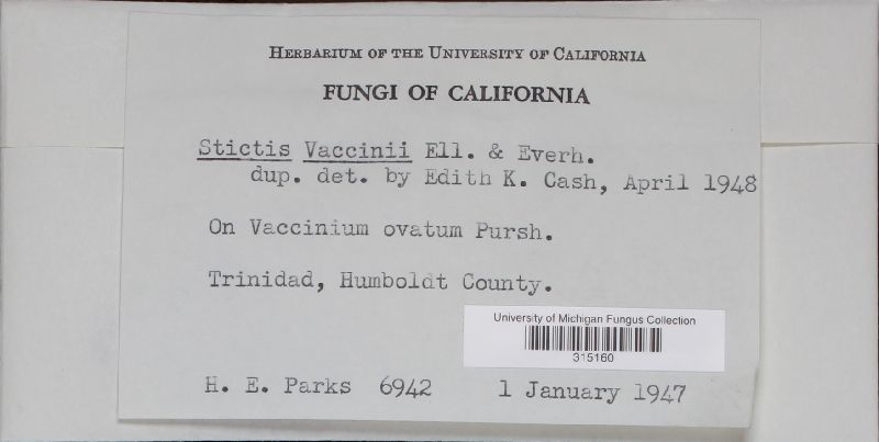 Stictis vaccinii image