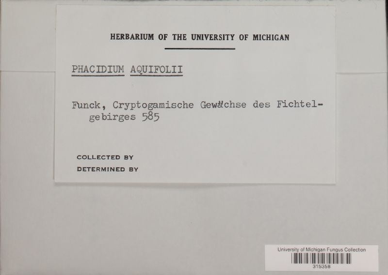 Phacidium aquifolii image