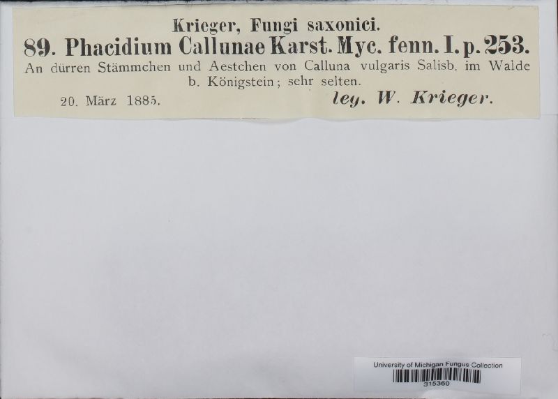 Pseudophacidium ledi image