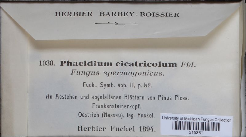Phacidium cicatricola image