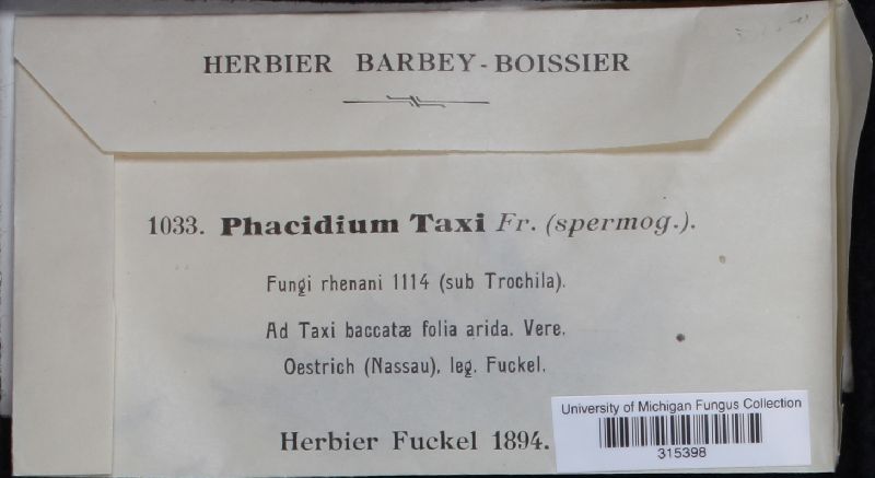 Phacidium taxi image