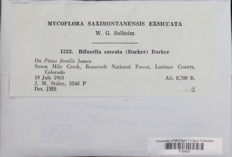 Bifusella saccata image
