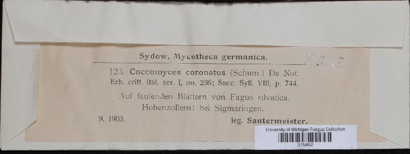 Coccomyces coronatus image