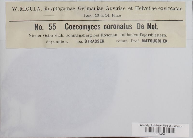 Coccomyces coronatus image