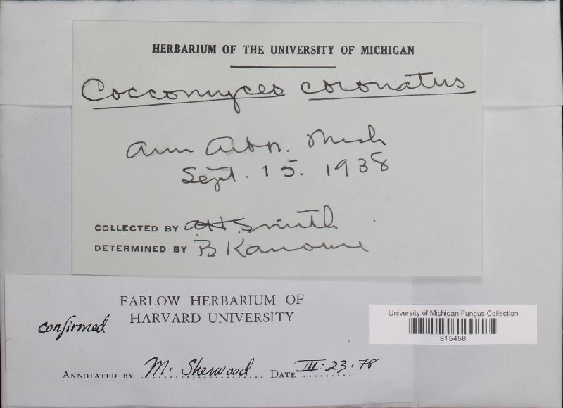 Coccomyces coronatus image