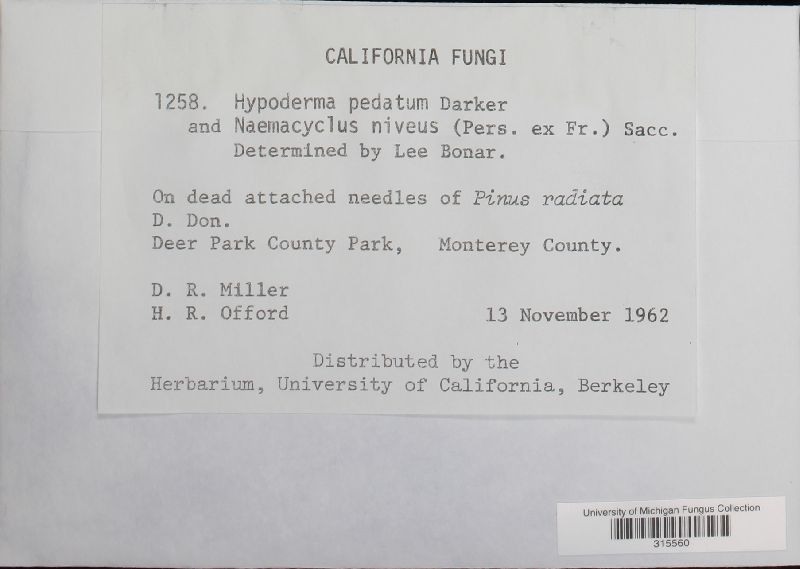 Hypoderma pedatum image