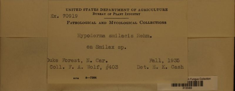 Hypoderma smilacis image