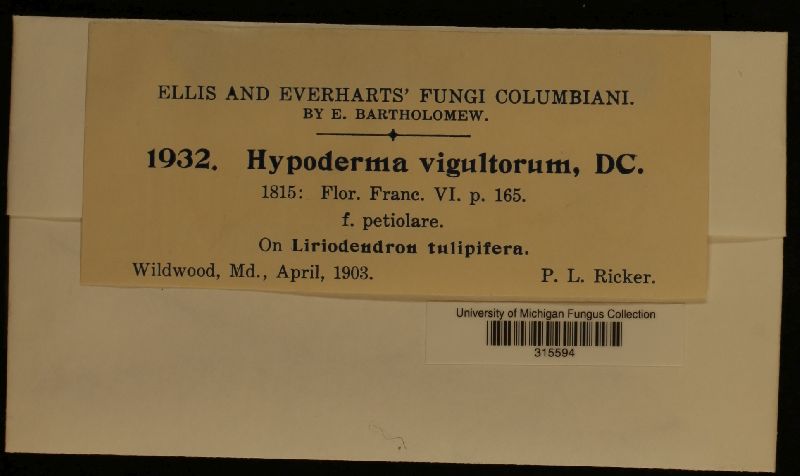 Hypoderma virgultorum f. petiolare image