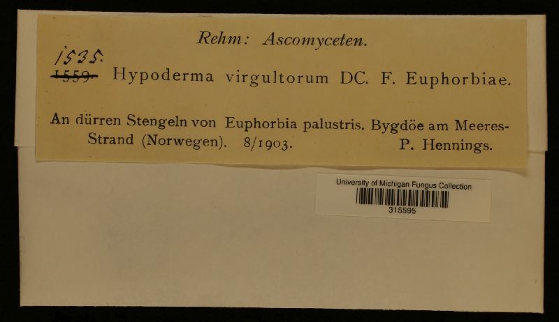 Hypoderma virgultorum f. euphorbiae image