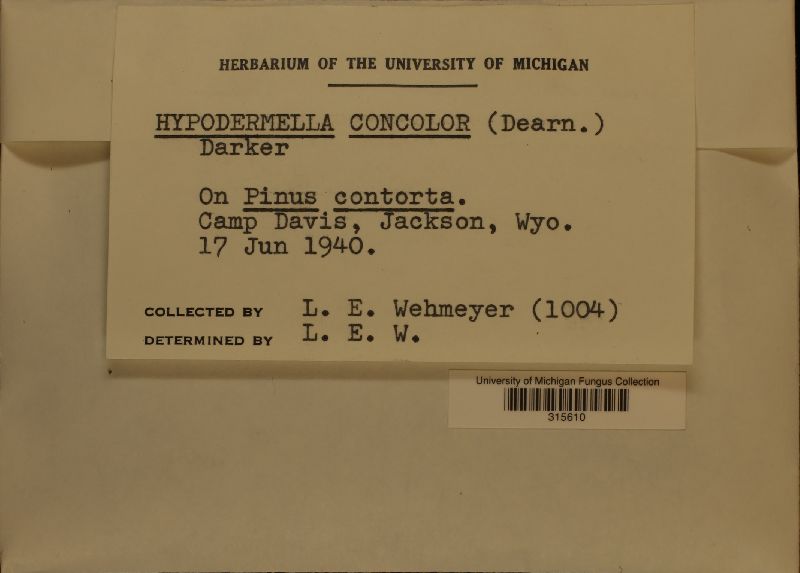 Hypodermella concolor image