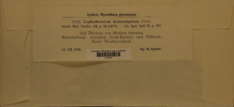 Lophodermium actinothyrium image