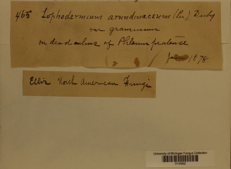 Lophodermium arundinaceum var. gramineum image