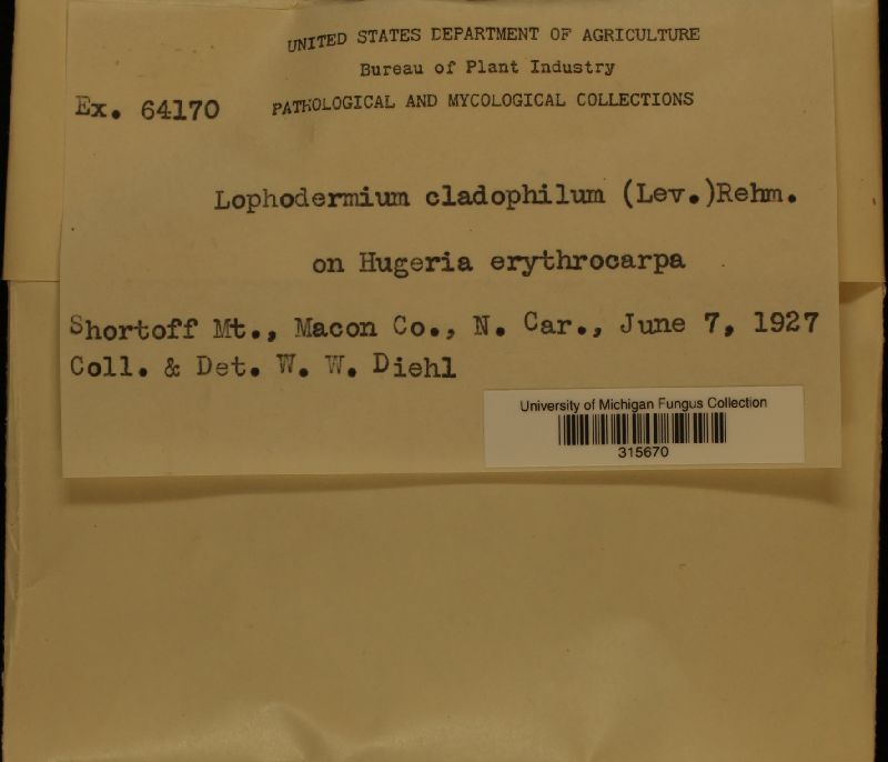 Lophodermium cladophilum image