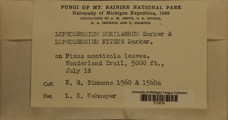 Lophodermium durilabrum image