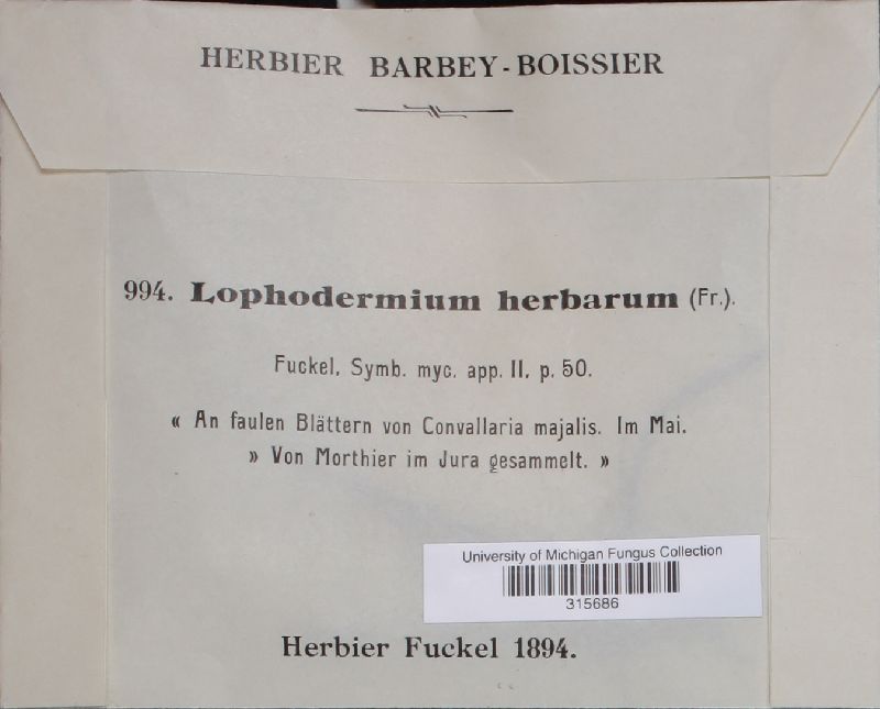 Lophodermium herbarum image