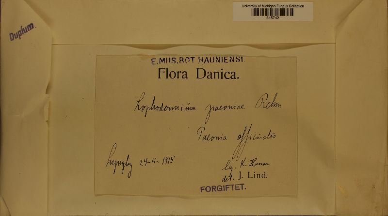 Lophodermium paeoniae image