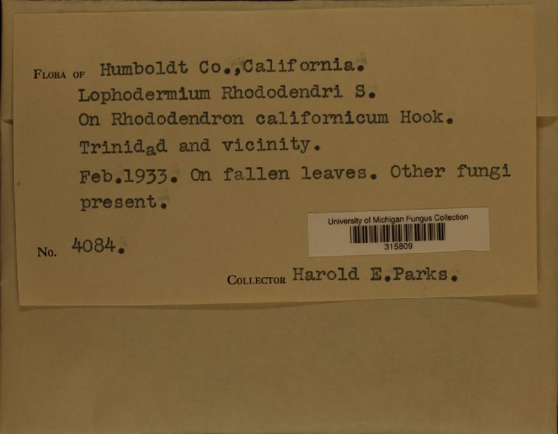 Lophodermium rhododendri image