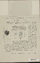 Rhytisma acerinum image
