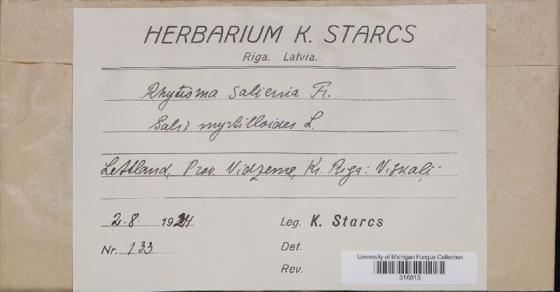Rhytisma salicinum image