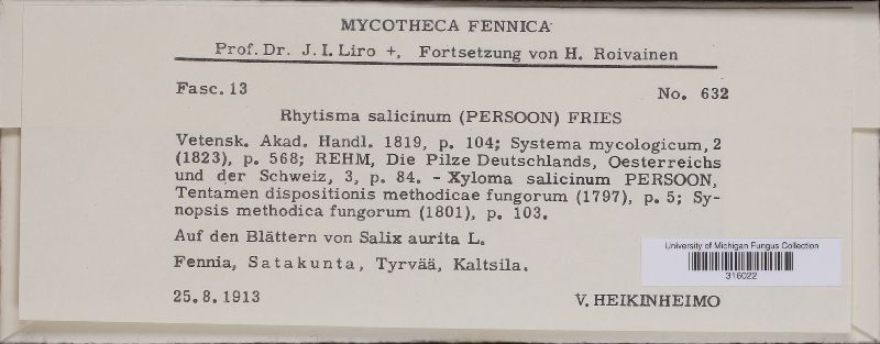 Rhytisma salicinum image