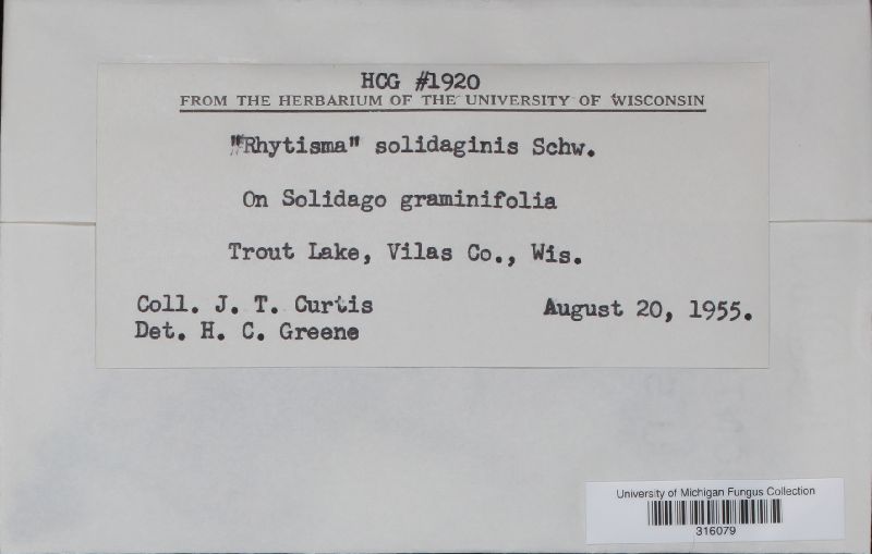 Rhytisma solidaginis image