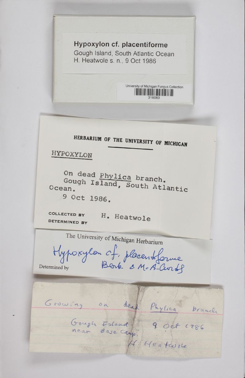 Hypoxylon placentiforme image