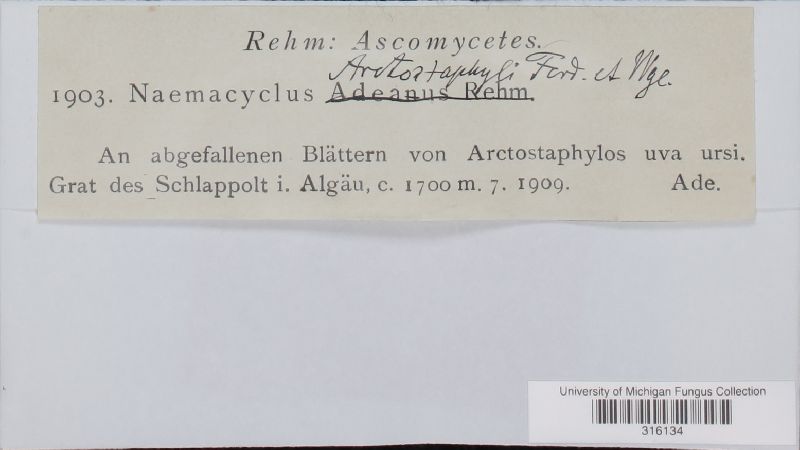 Propolis phacidioides image