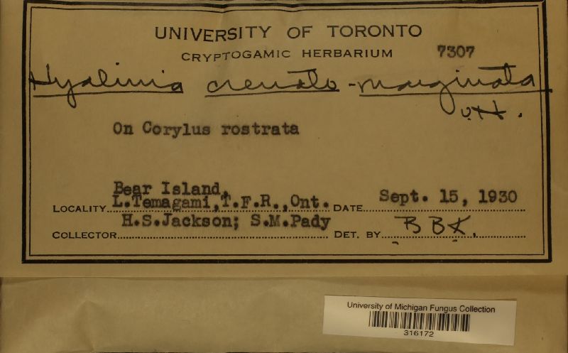 Hyalinia crenatomarginata image