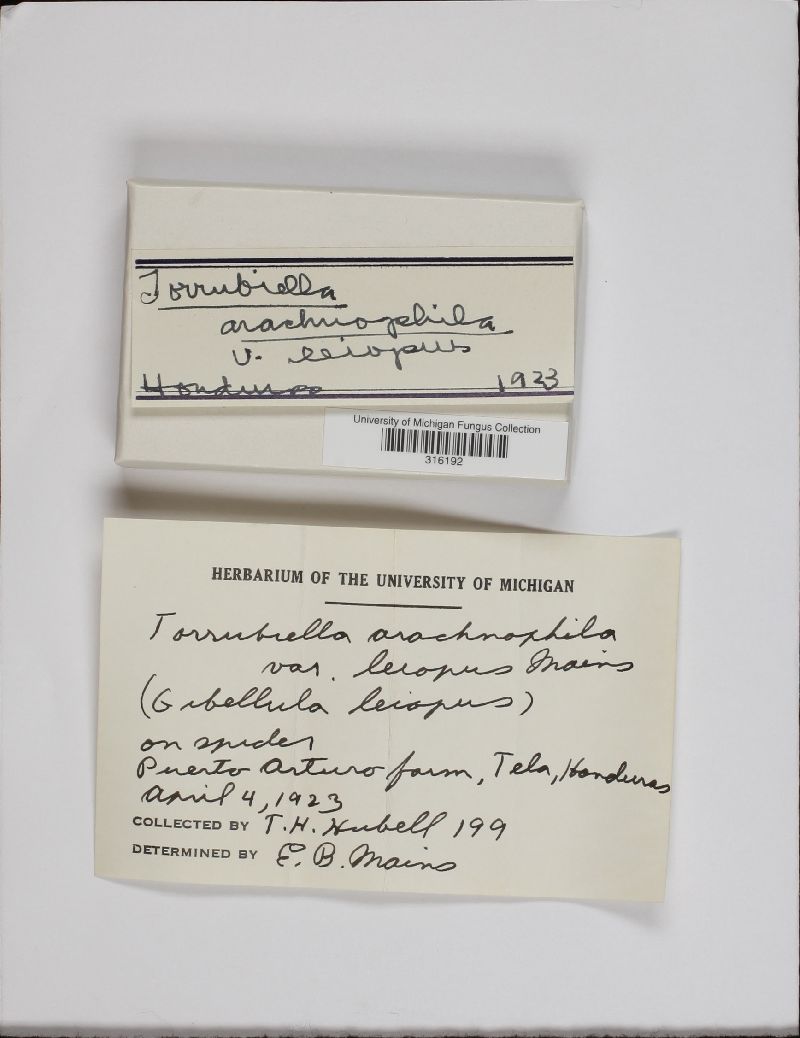 Torrubiella arachnophila var. leiopus image