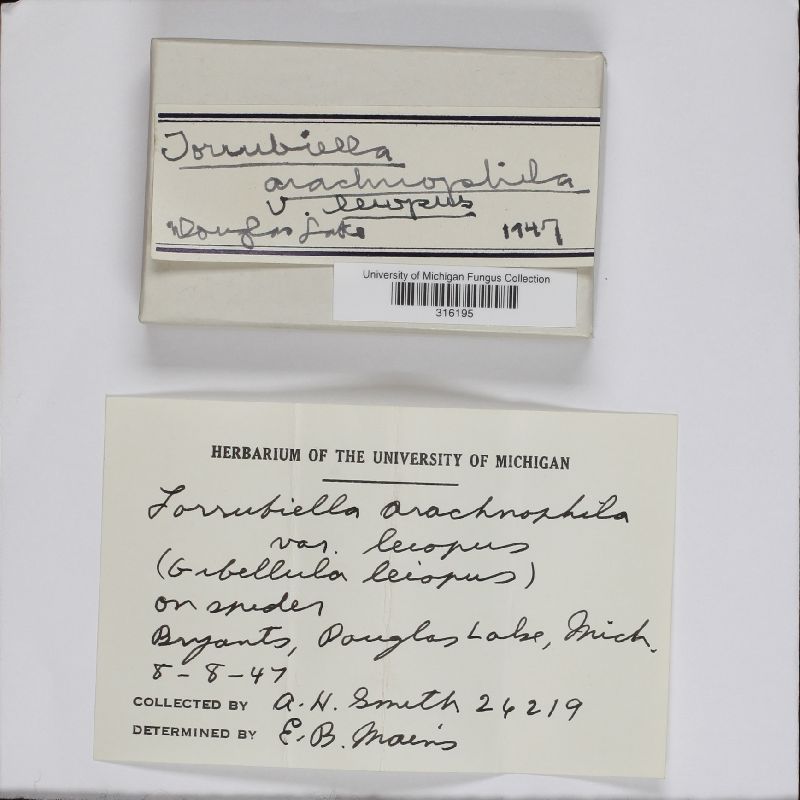 Torrubiella arachnophila var. leiopus image