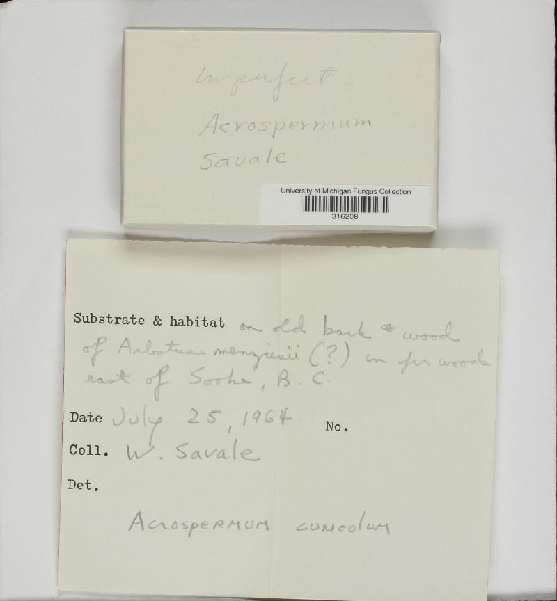 Acrospermum cuneolum image