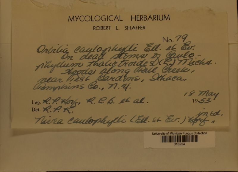 Orbilia caulophylli image