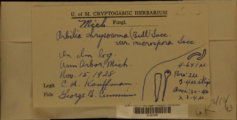 Orbilia chrysocoma var. microspora image